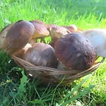Rozcesti, Z Gruntu Dobre Prespani 公寓 *