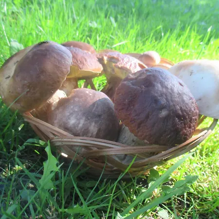 Rozcesti, Z Gruntu Dobre Prespani Apartment *